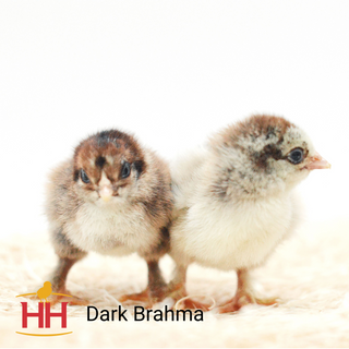 Dark Brahma - Females (5/11/26)