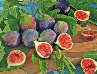 Fig Chicago Hardy # 5