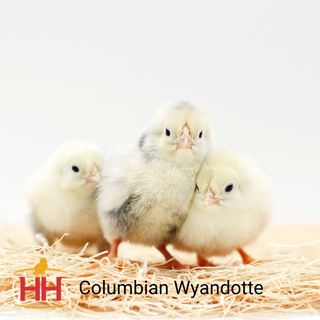 Columbian Wyandotte Female Chicks (4/13/26)