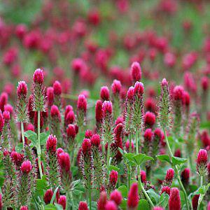 Clover, Crimson, Coated, Inoculated - 50 lb