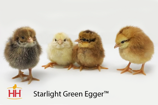 Starlight Green Egger - Females (4/13/26)