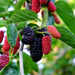 Mulberry Dwarf Everbearing #3