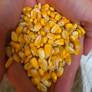 Regular Deer Corn