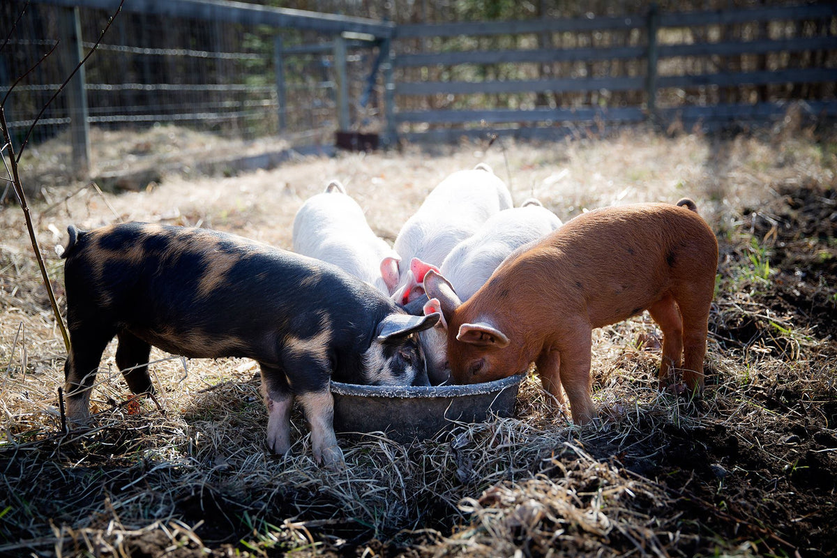 Farm & Garden Supply Store in Burlington, NC | Little Sasquatch ...