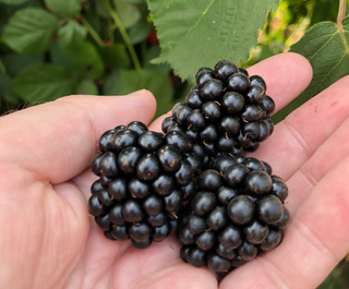 Blackberry Chester Thornless # 2