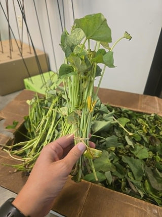 Covington Sweet Potato Slips (Qty: 10) - Approx Arrival Date: 5/27/26