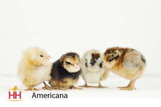 Americana | Female (10/14/25)