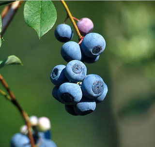 Blueberry Bluejay # 2