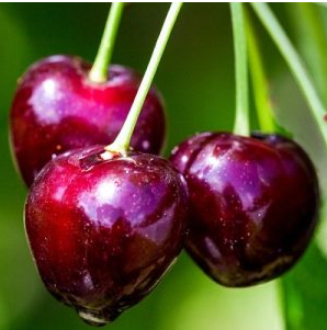 Cherry Blackyork™ EastrnBing Semidw#7