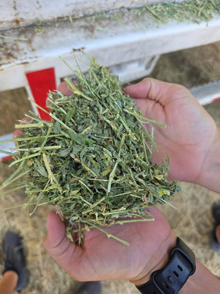 Alfalfa Hay Square Bale - 3rd Cut