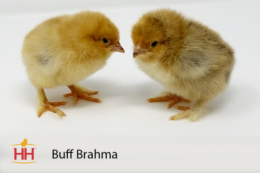 Buff Brahma Chicks