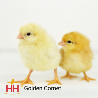 Golden Comet - Female (5/11/26)