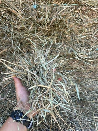 Fescue Hay Square