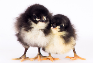 Black Australorp Female (4/1/26)