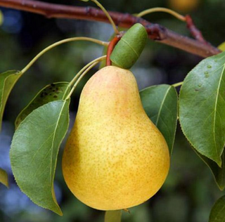 Pear Kieffer Dwarf # 7