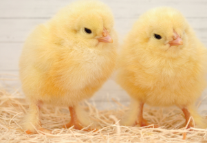 Light Brahma Female (Ship Date: 5/4/26)