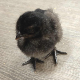 Midnight Majesty Maran Chicks (Female) (1/27/26)