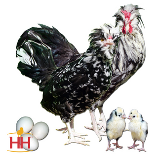 Mottled Houdan (female) (5/19/26)