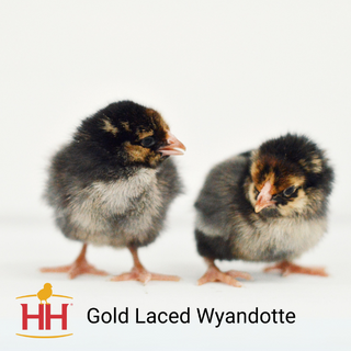 Gold Laced Wyandotte Chicks - Females (3/10/26)