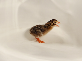 French Pearl Guineas - Unsexed (Ship Date: 3/10/26)