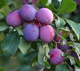 Plum Stanley Prune Dwarf # 7