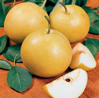Pear Hardy Giant™ Asian Dwarf # 7