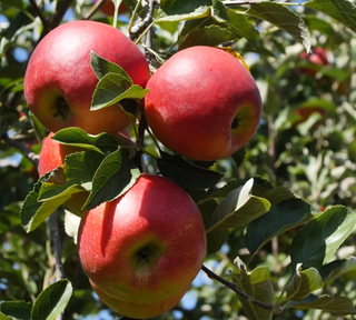 Apple Crimson Crisp® #7