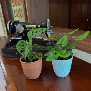 Fern & Foliage Mystery Houseplant 2 Pack - 4 Inch Indoor Houseplants