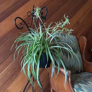 Spider Variegated Hanging Basket (Chlorophytum Comosum 'Vittatum') - 8 Inch Indoor Houseplant