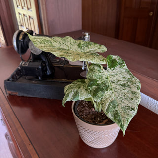 Alocasia Blizzard (Alocasia Odora 'Batik Blizzard') - 6 Inch Indoor Houseplant