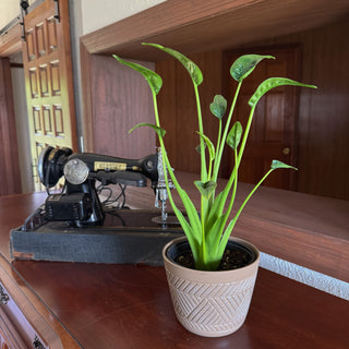 Alocasia Tiny Dancer (Alocasia Brisbanensis x Alocasia Odora 'Tiny Dancer') - 6 Inch Indoor Houseplant