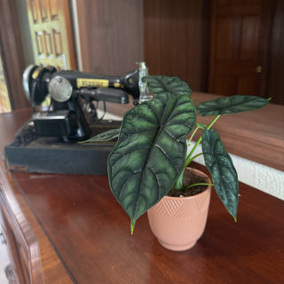 Alocasia Dragon Scale (Alocasia Baginda 'Dragon Scale') - 4 Inch Indoor Houseplant
