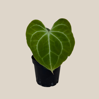 Anthurium Clarinervium Hybrid - 4 Inch Indoor Houseplant