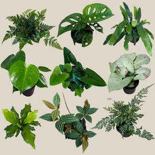Fern & Foliage Mystery Houseplant 2 Pack - 4 Inch Indoor Houseplants