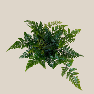 Rabbits Foot Footed Fern (Davallia Fejeensis) - 4 Inch Indoor Houseplant