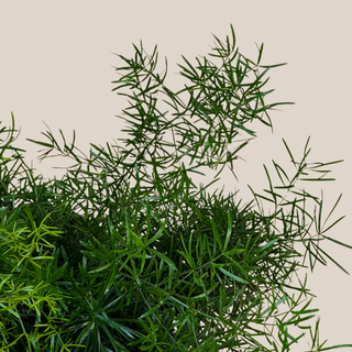 Sprenger's Asparagus Fern (Asparagus Sprengerii) - 6 Inch Indoor Houseplant