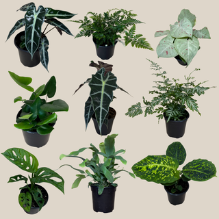 Fern & Foliage Mystery Houseplant 4 Pack - 4 Inch Indoor Houseplants