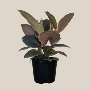 Ruby Rubber Plant (Ficus Elastica 'Ruby') - 6 Inch Indoor Houseplant