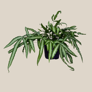 Silver Ribbon Fern (Pteris Cretica 'Albolineata') - 6 Inch Indoor Houseplant