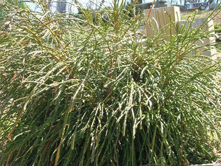 Whipcord Western Red Cedar (Thuja plicata 'Whipcord') - 2 gallon 10"