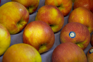Honeycrisp Apple (Malus 'Fruit Honeycrisp') - 5 gallon 60"