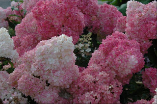 Vanilla Strawberry™ Hydrangea (Hydrangea paniculata 'Renhy') - 3 gallon 12" HEAD