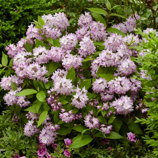 Raspberry Sundae Deutzia (Deutzia 'Raspberry Sundae') - 1 gallon