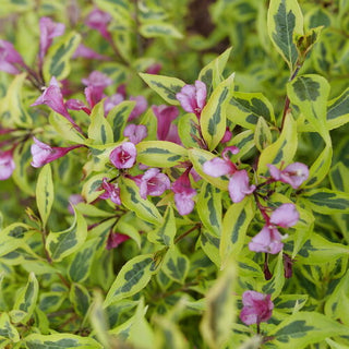 Bubbly Wine® Weigela (Weigela bubbly 'Wine') - 1 gallon