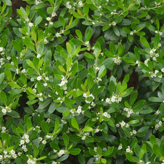 Compact Japanese Holly (Ilex crenata 'Compacta') - 3 gallon