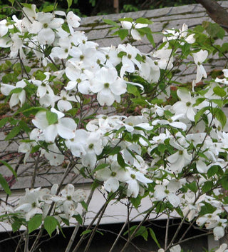 Cherokee Princess Flowering Dogwood (Cornus florida 'Cherokee Princess') - 1 gallon 3-4' TREE