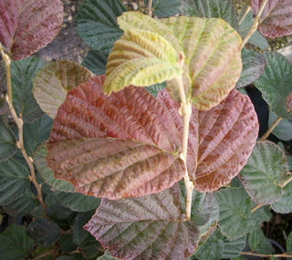 Arnold's Promise Witchhazel (Hamamelis x intermedia 'Arnold's Promise') - 1 gallon TREE