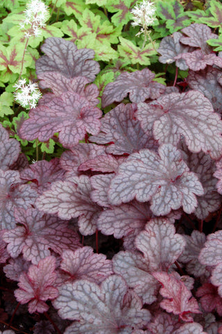 Plum Pudding™ Coral Bells (Heuchera plum 'Plum Pudding') - 1 gallon