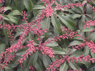 Dorothy Wycoff Andromeda (Pieris japonica 'Dorothy Wycoff') - 3 gallon 12"
