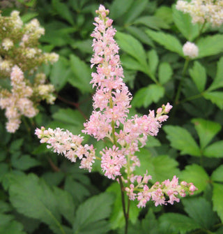 Rheinland Astilbe (Astilbe japonica 'Rheinland') - 1 gallon
